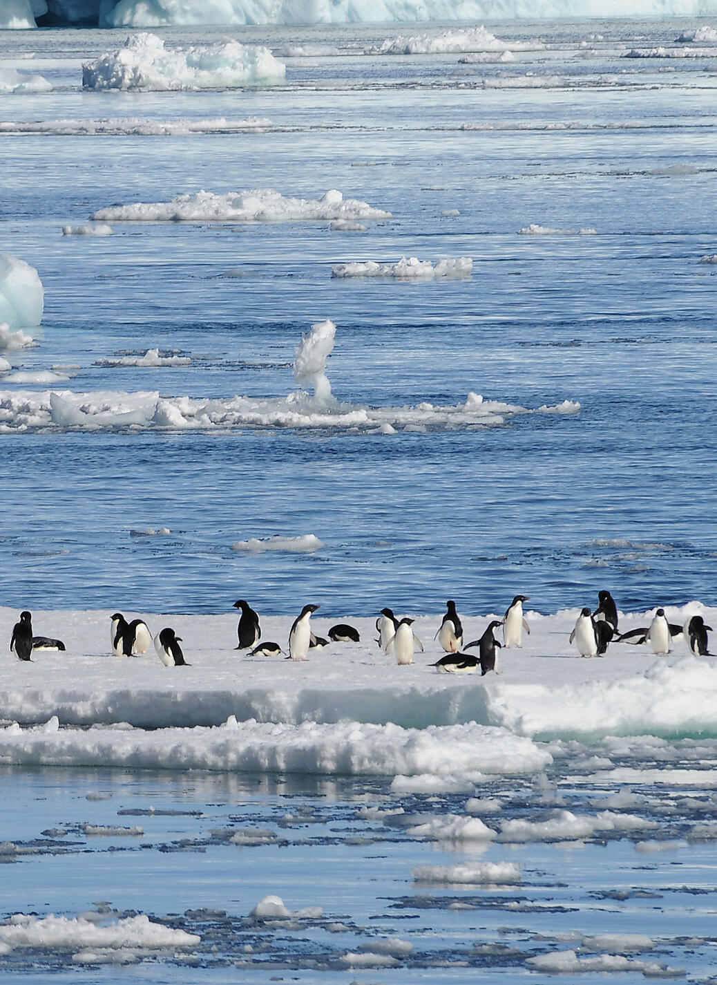 nath michel antarctic hd horizontal.jpg