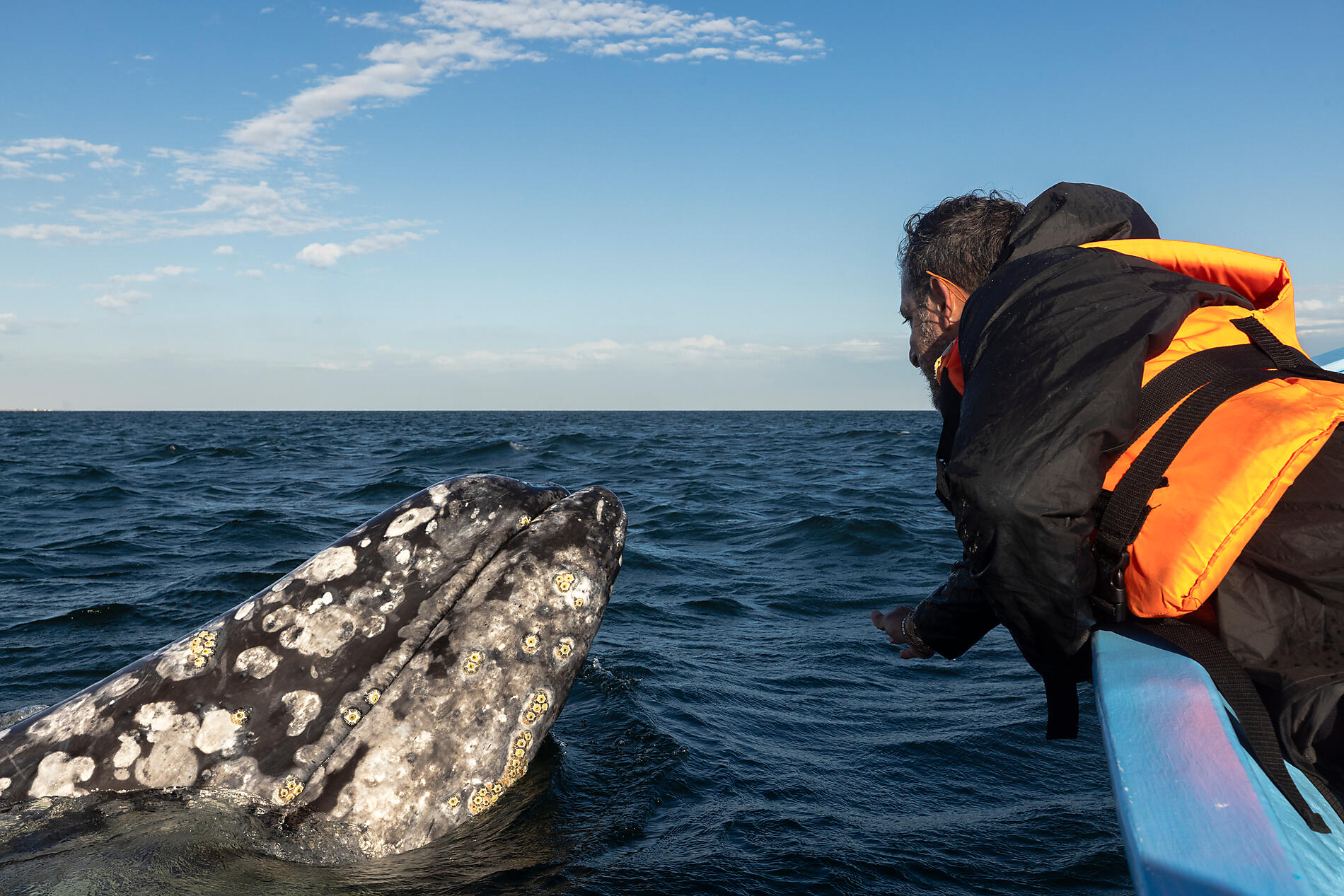IMGL3234_baleines_grises_guerrero_negro_reperage__guide_jose_observation_baja_california_┬®ponant_julien_fabro.jpg