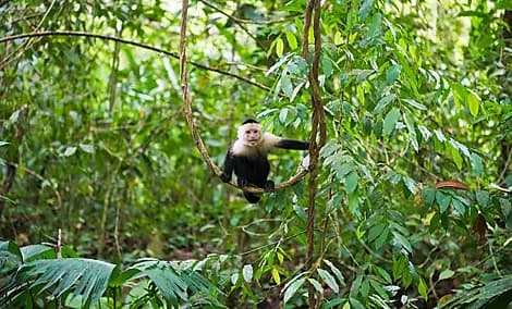 4 Déc 26 - Parc national Manuel Antonio