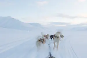 Balade à chiens de traîneau 