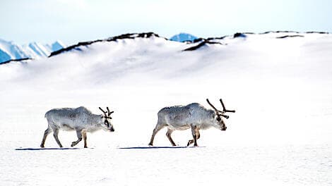 11 Juin 26 - Réserve naturelle du Sud-Est du Svalbard