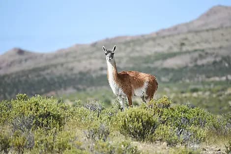 15 Nov 26 - Puerto Madryn