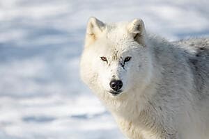 Escapade au Polar Park