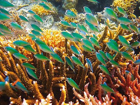 5 Mars 27 - Atoll de Lamotrek