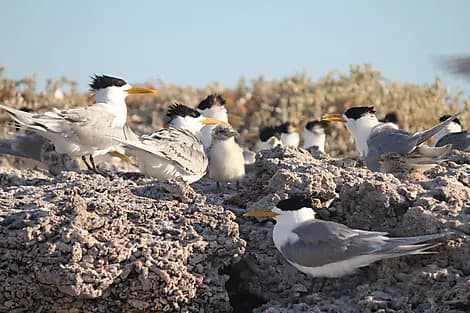 10 Août 26 - Parc marin des îles Abrolhos
