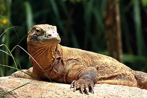 24 Oct 25 - Parc national de Komodo