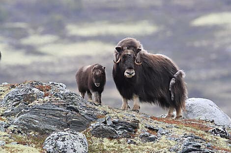 8 Sept 26 - Somerset Island, Nunavut