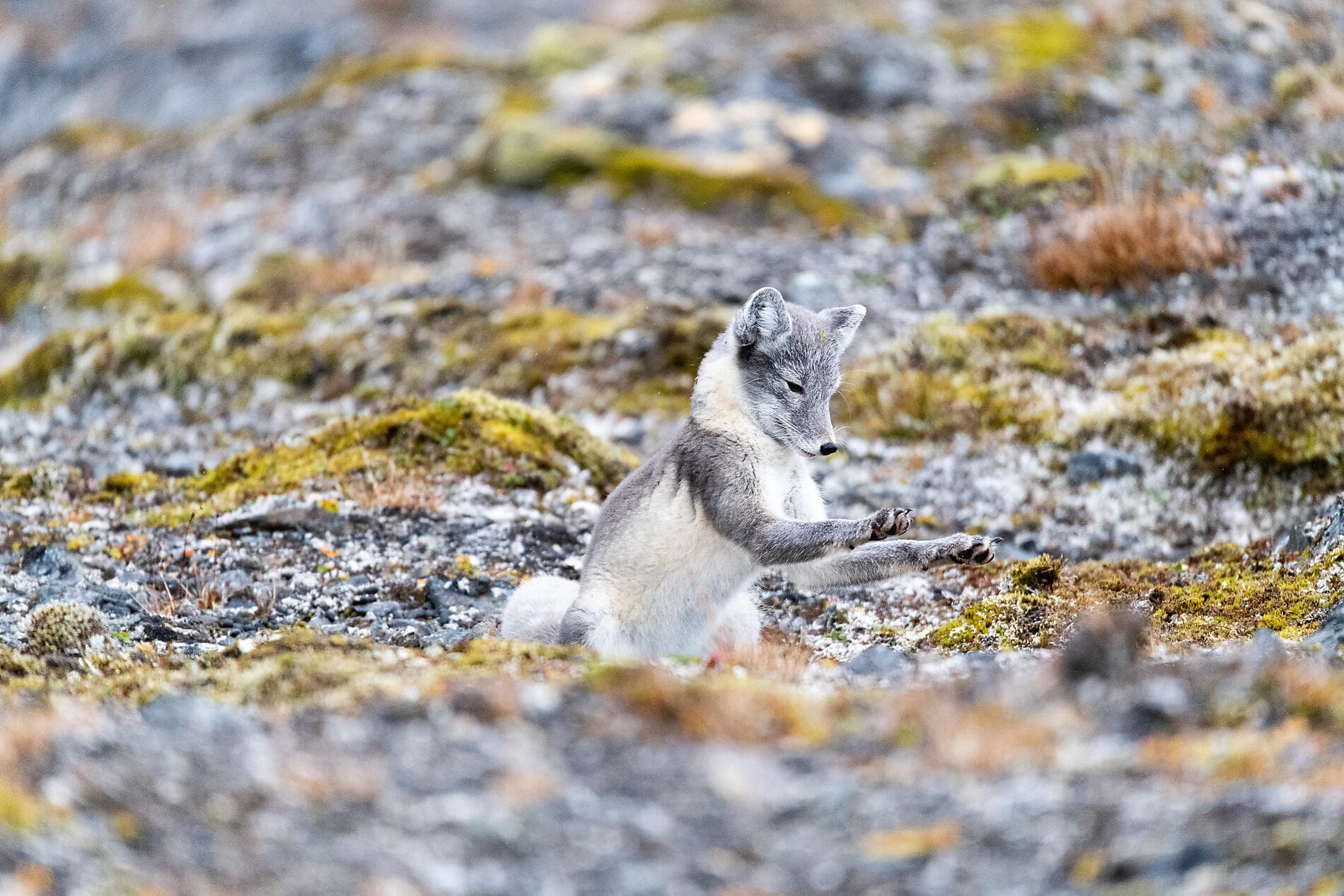 Du Svalbard à l’Islande : odyssée polaire 