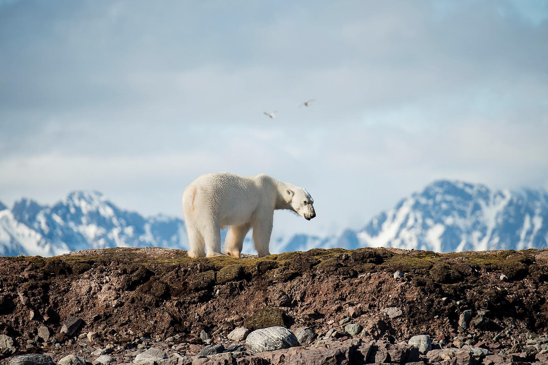 Du Svalbard à l’Islande : odyssée polaire 