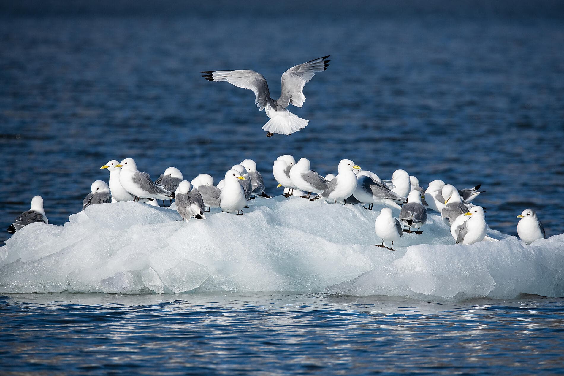 Du Svalbard à l’Islande : odyssée polaire 