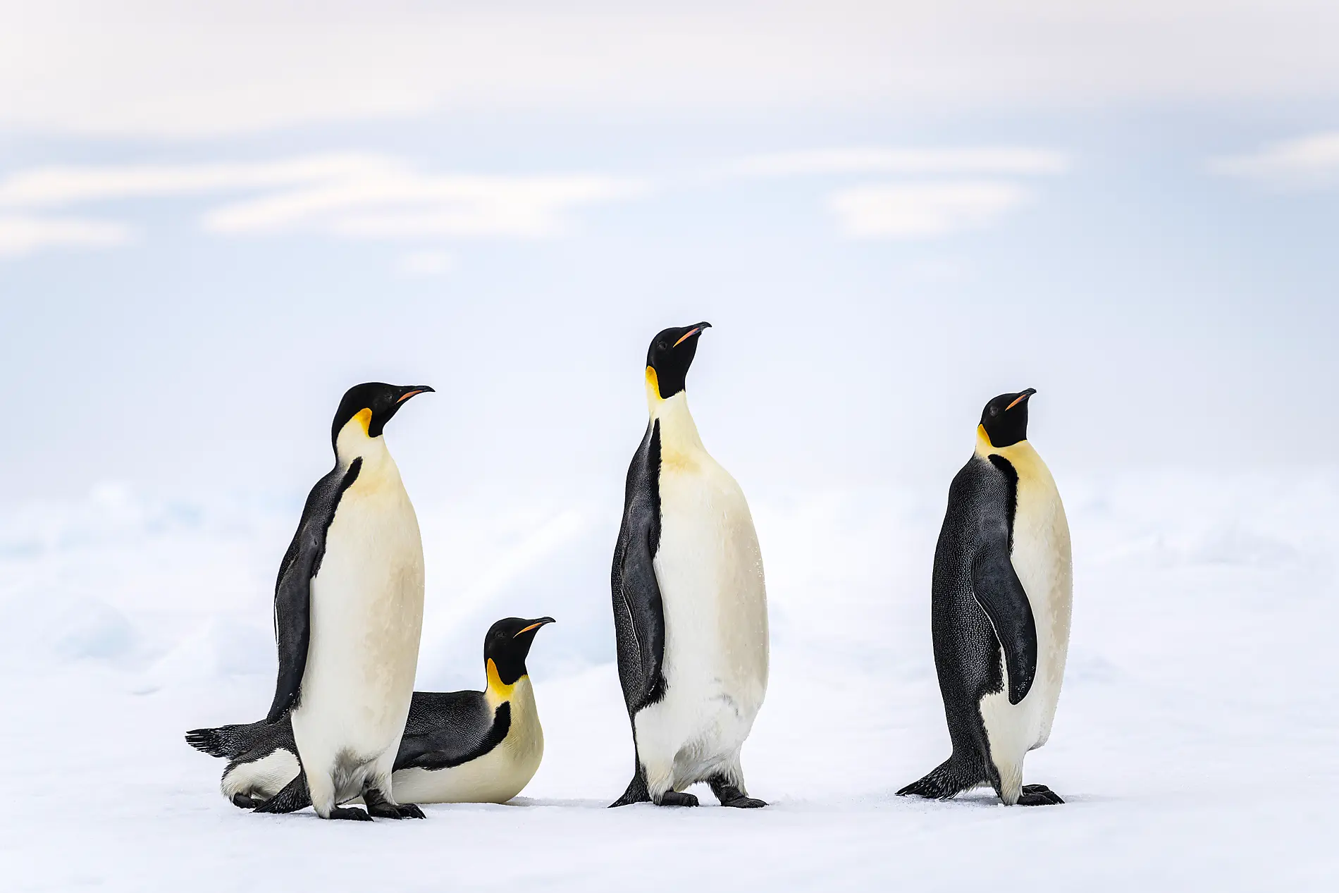 L’Antarctique emblématique  