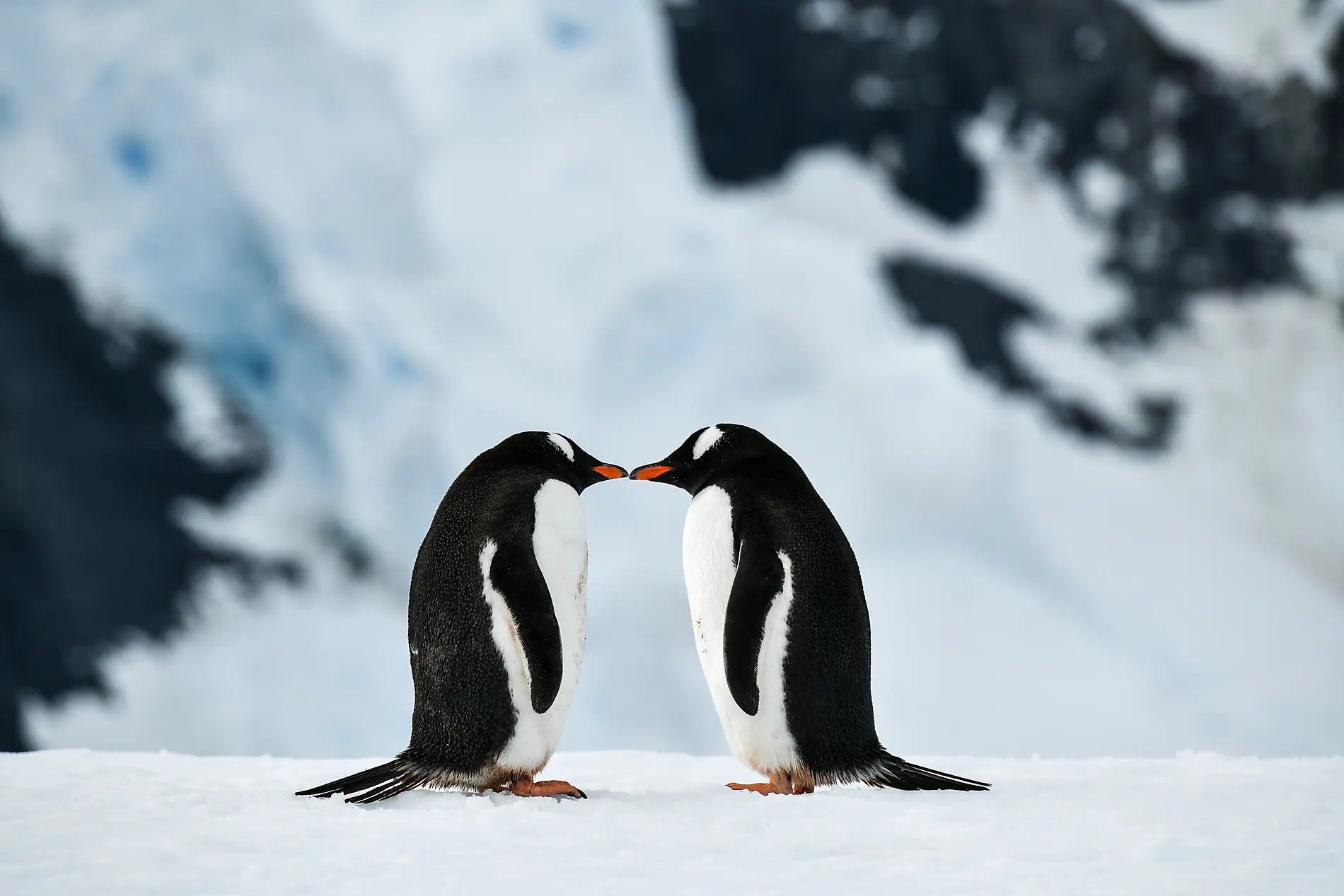 L’Antarctique emblématique  