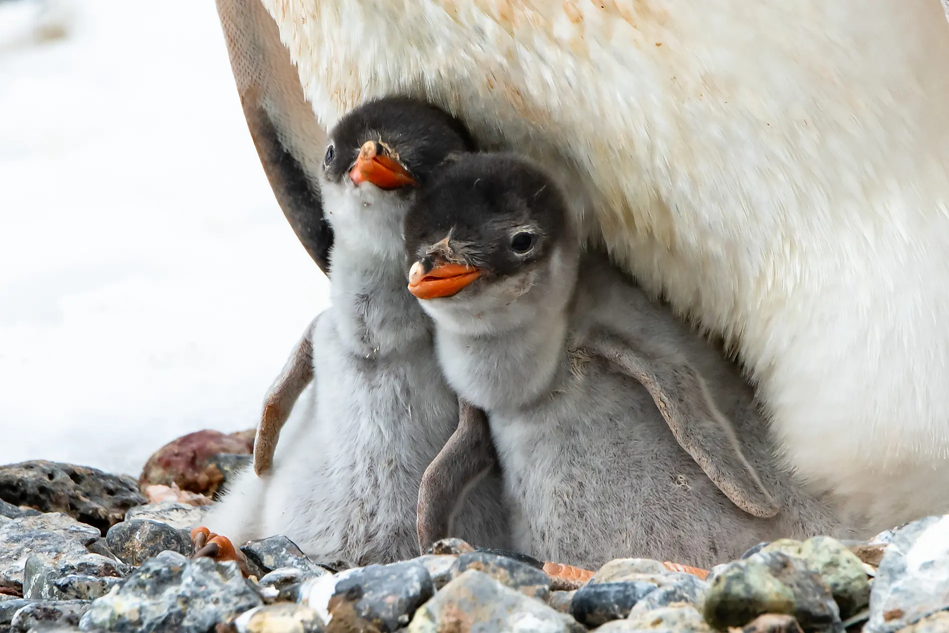 L’Antarctique emblématique  