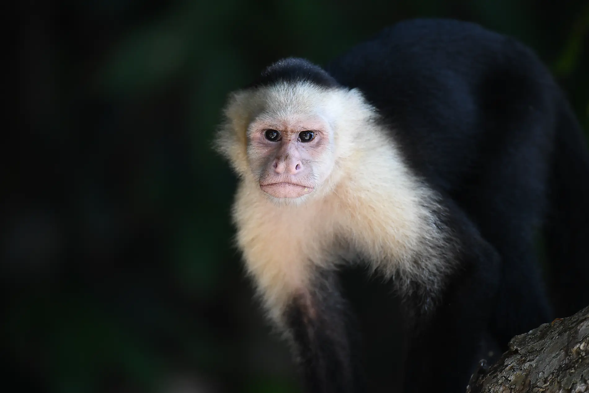 De la beauté sauvage du Panama aux rivages péruviens 