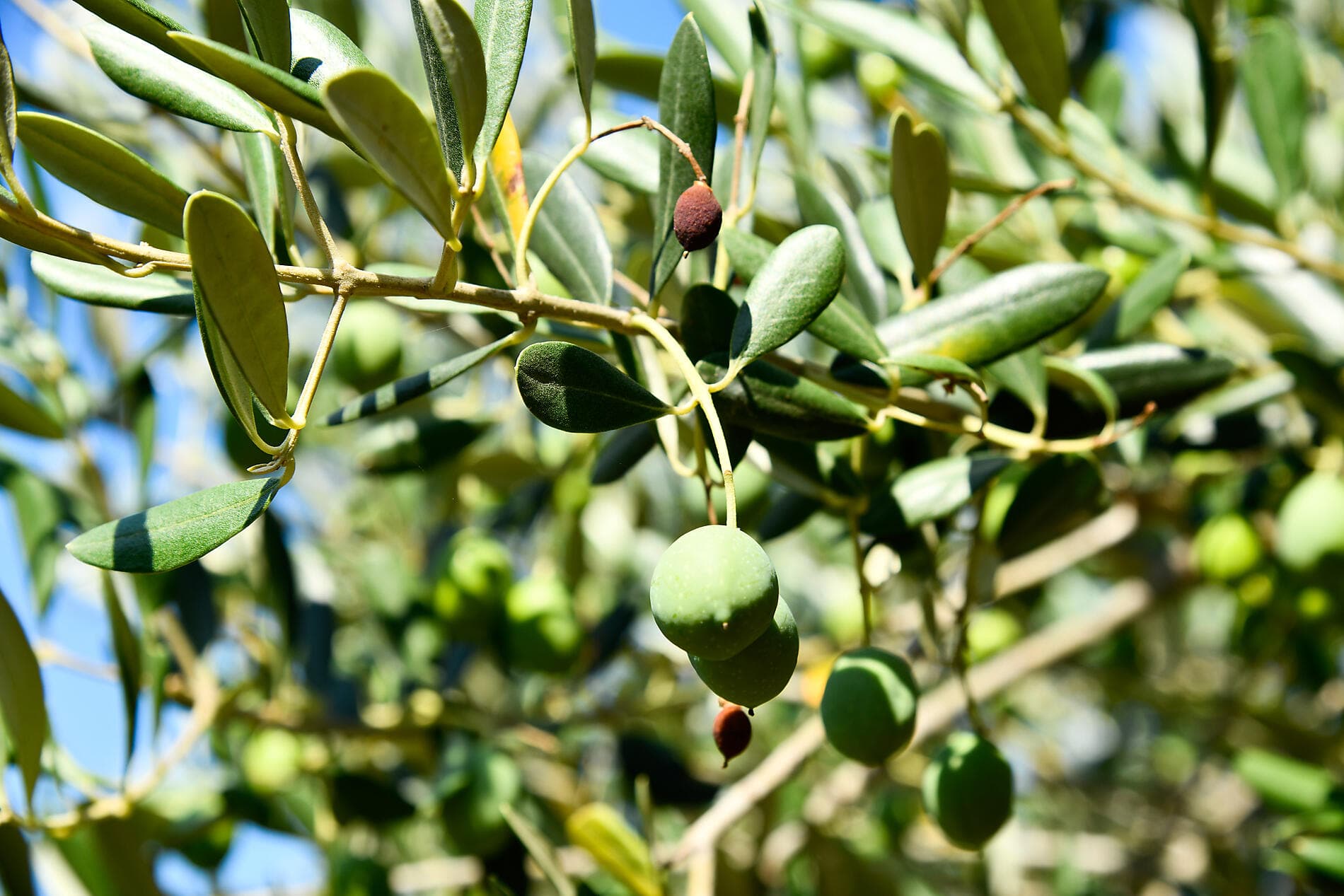 La Méditerranée : empreintes des grandes civilisations 