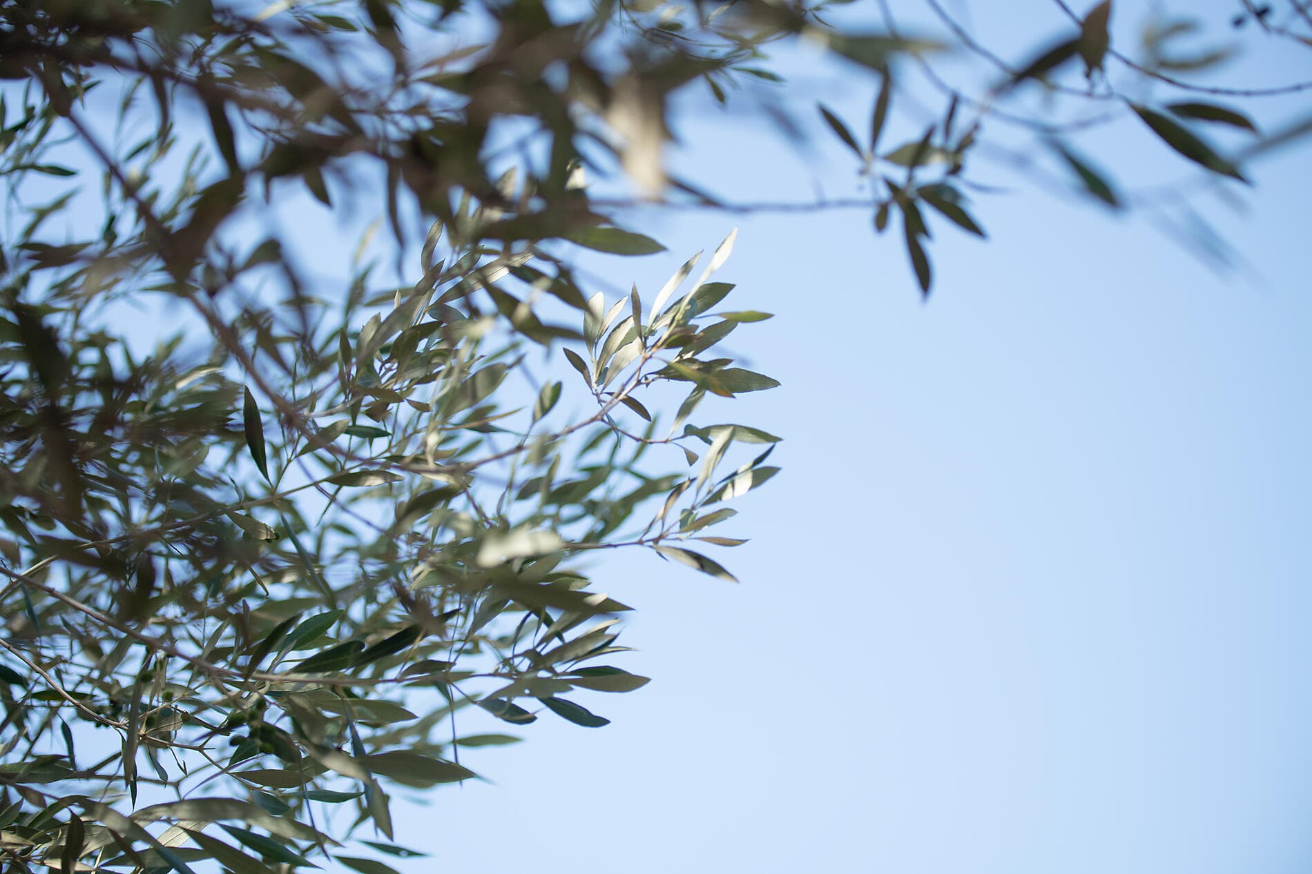 Rivages corses sous les voiles du Ponant