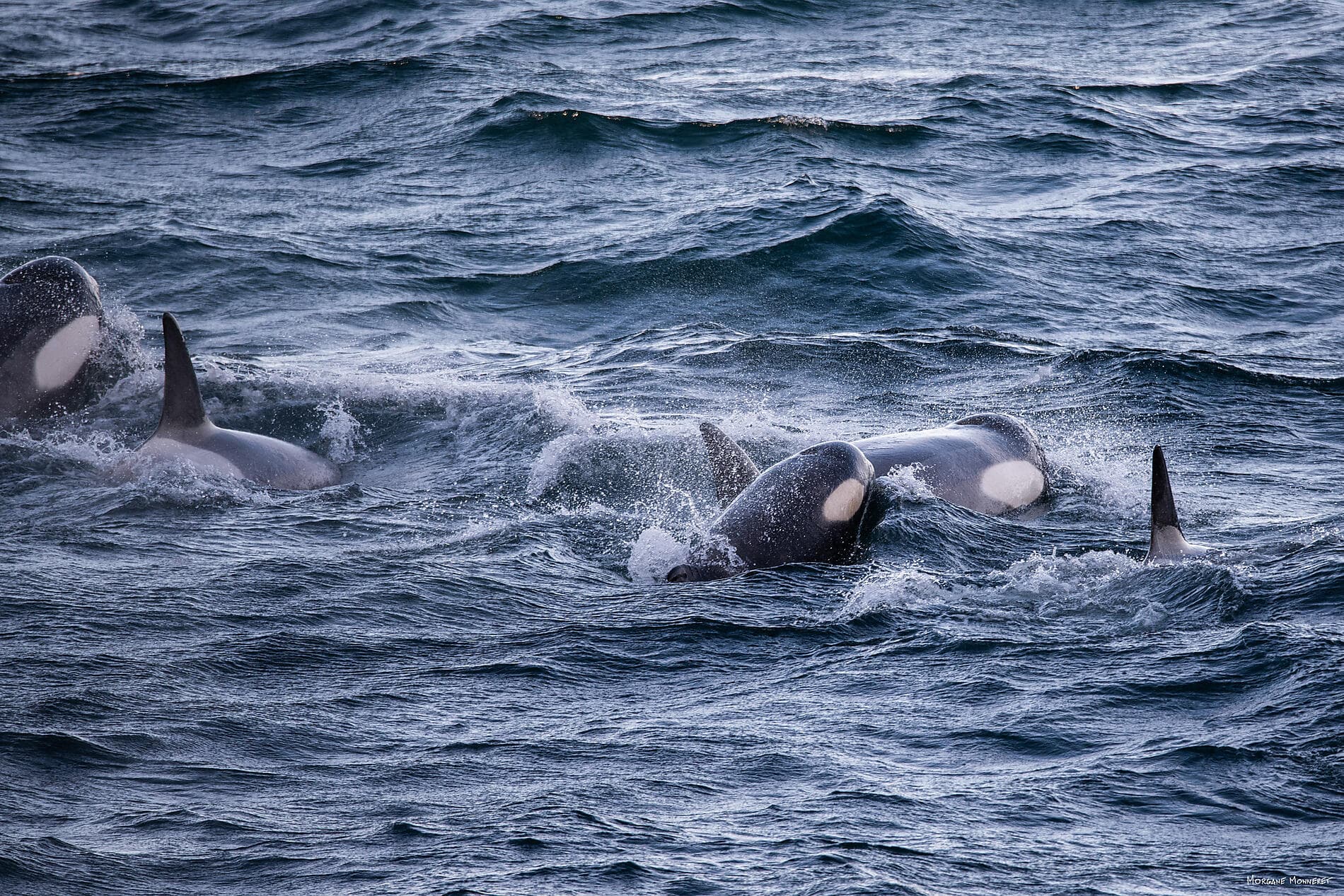 Entre deux continents, terres inexplorées orientales d'Antarctique 