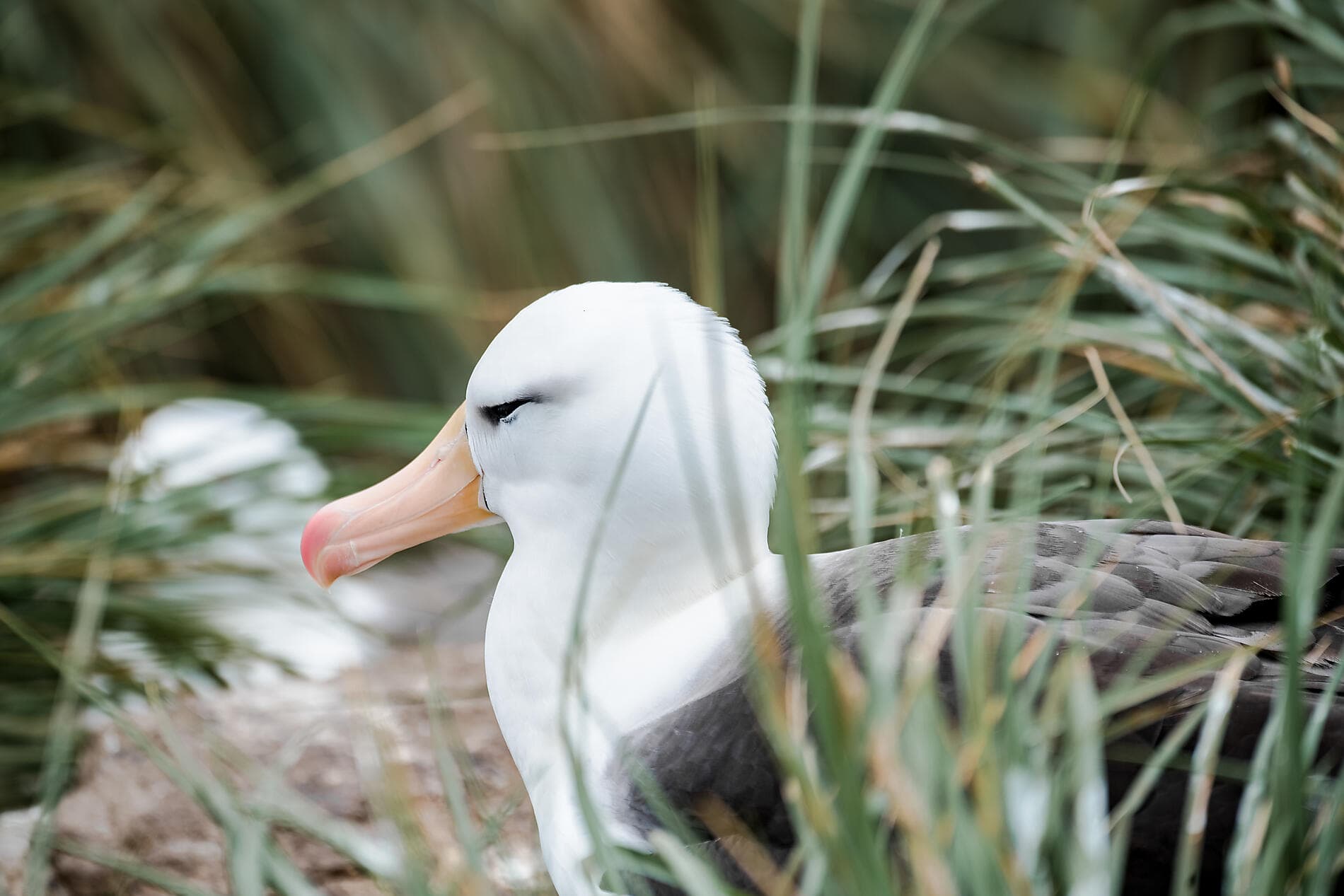 Voyage en terres australes et péninsule Valdés