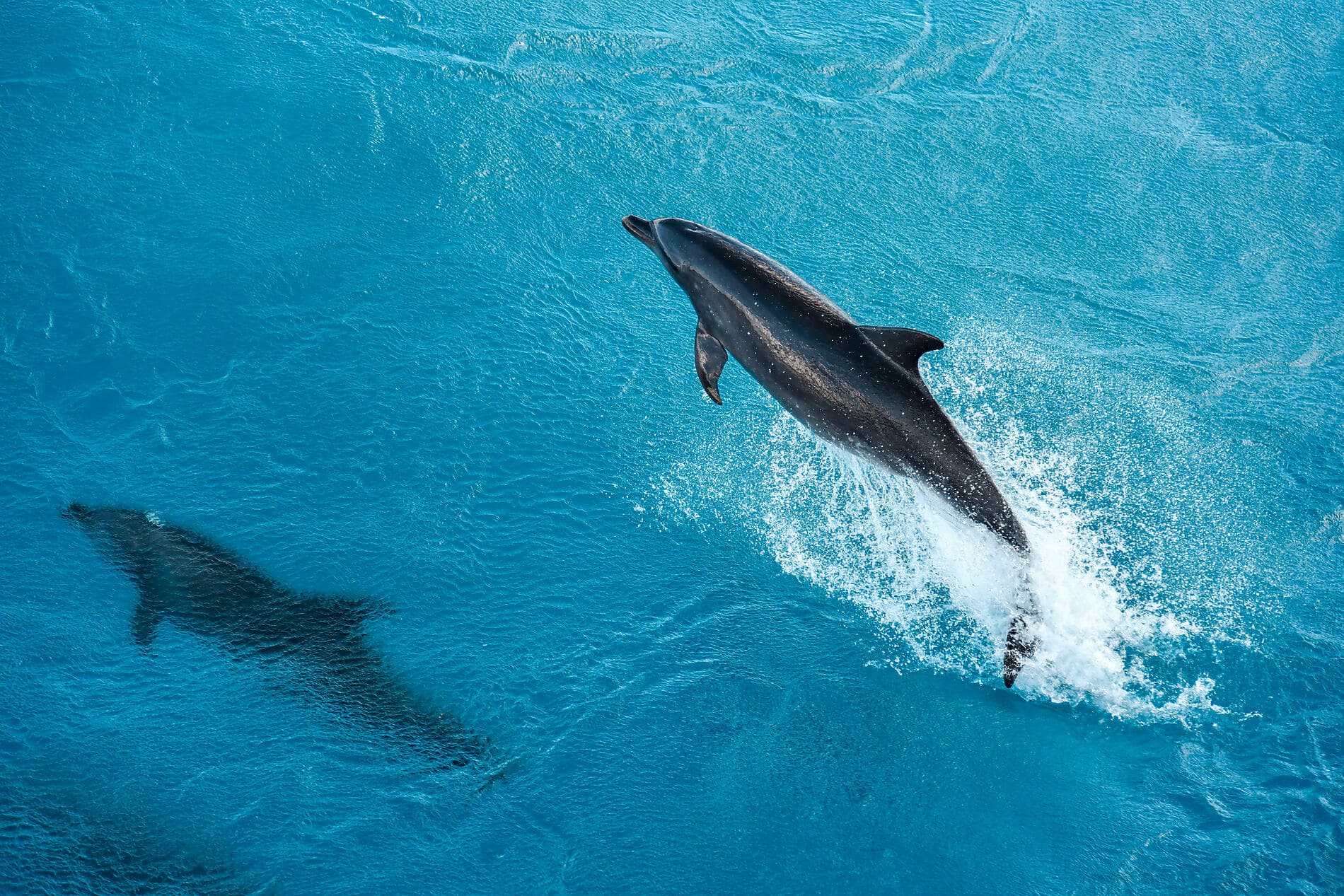 Marquises, Tuamotu et îles de la Société 