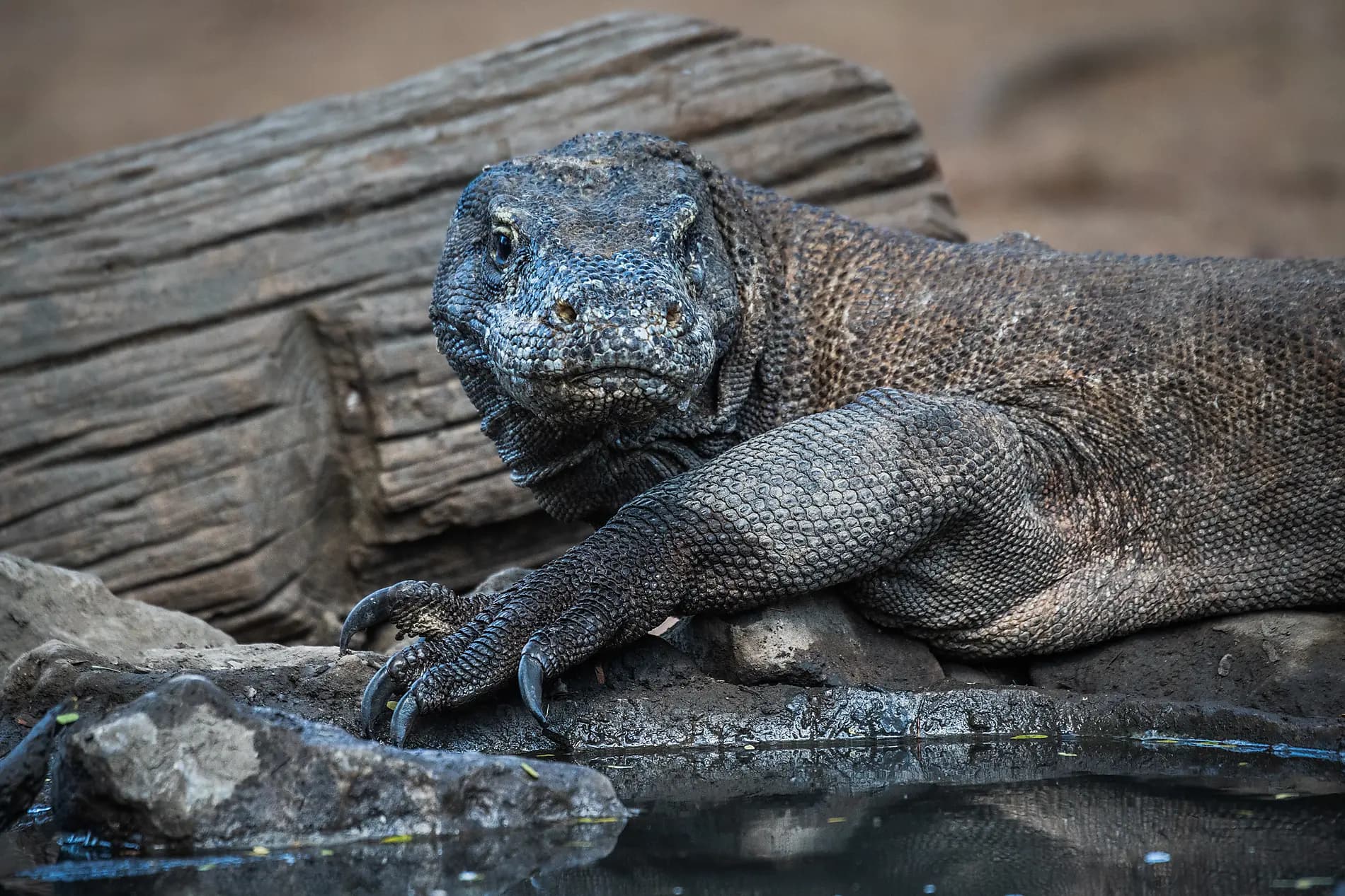 Terres sauvages d’Indonésie  