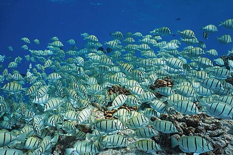 13 Janv 27 - Rangiroa, îles Tuamotu