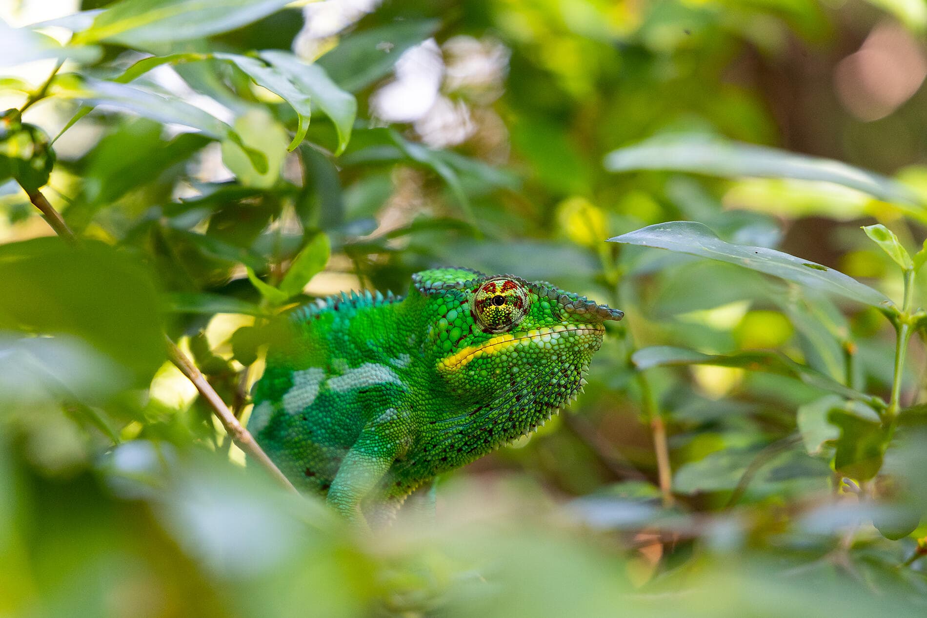 Joyaux de Madagascar 