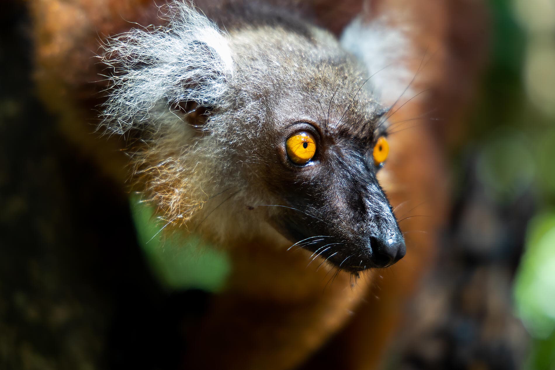 Joyaux de Madagascar 