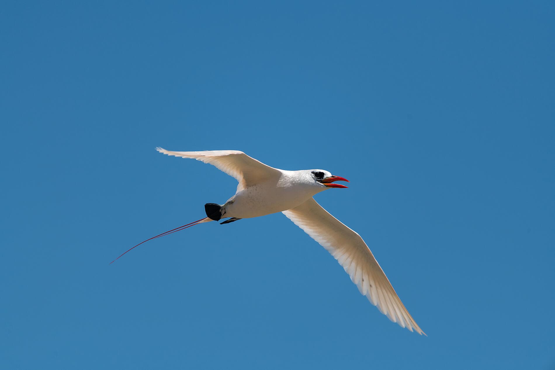 Joyaux de Madagascar 