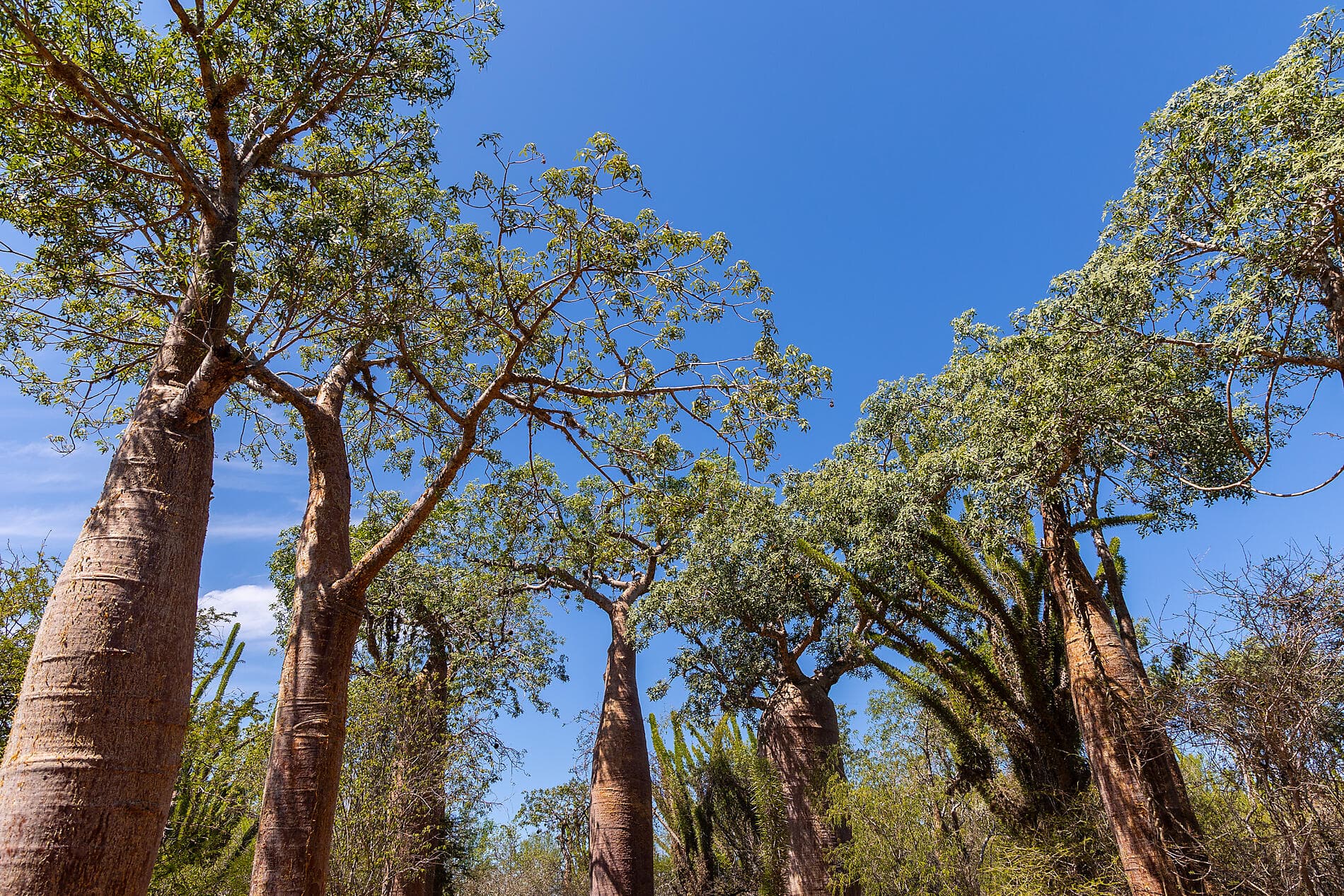 Joyaux de Madagascar 