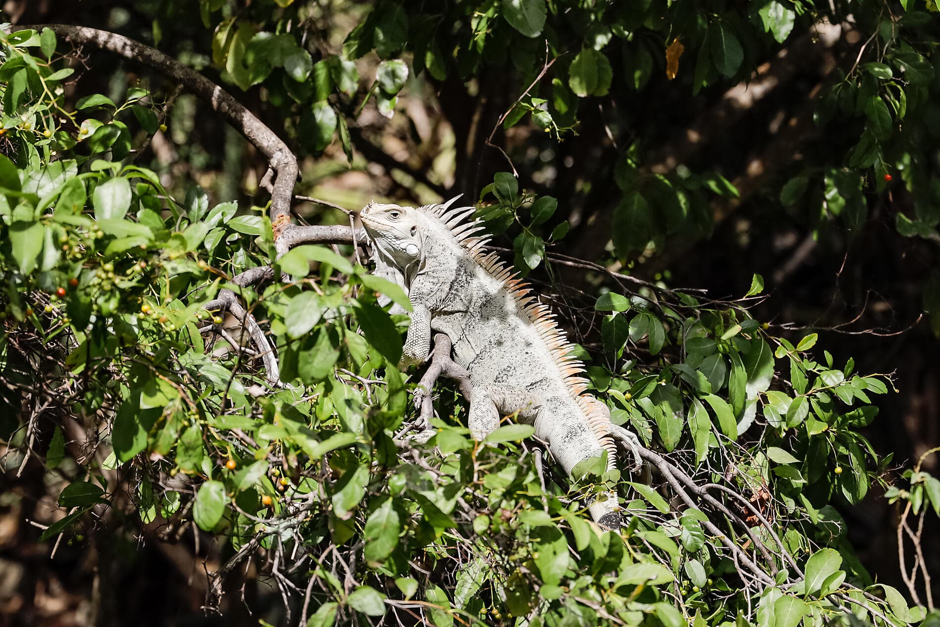 Les îles du Vent à fleur d’eau