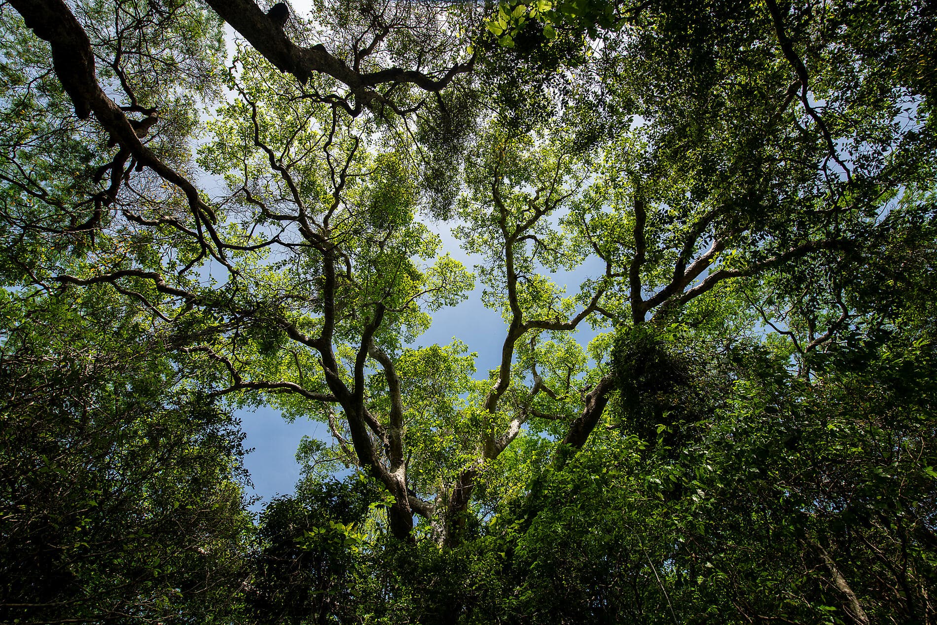 De Madagascar aux Seychelles, îles insoupçonnées 