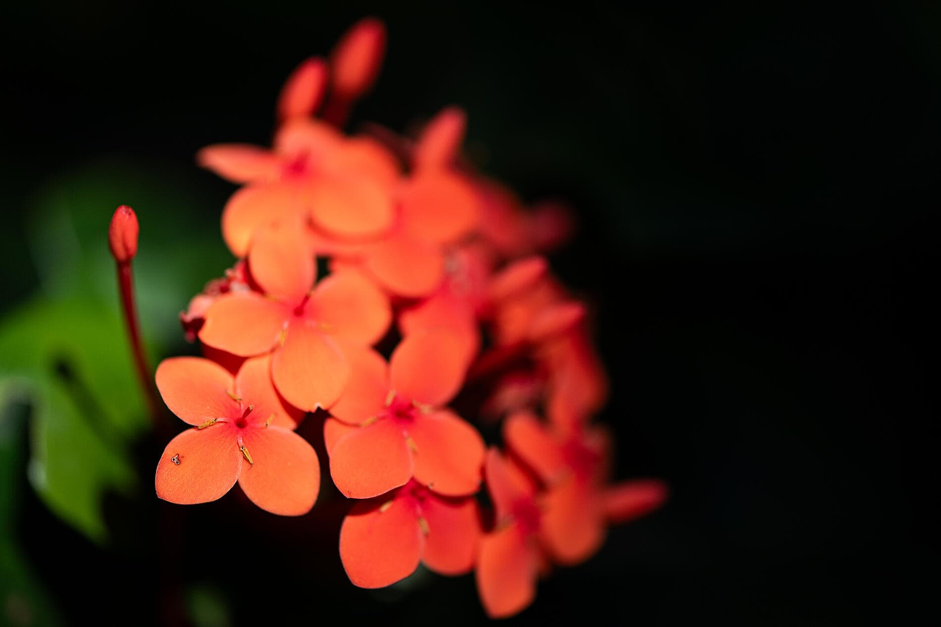 Merveilles des Caraïbes 