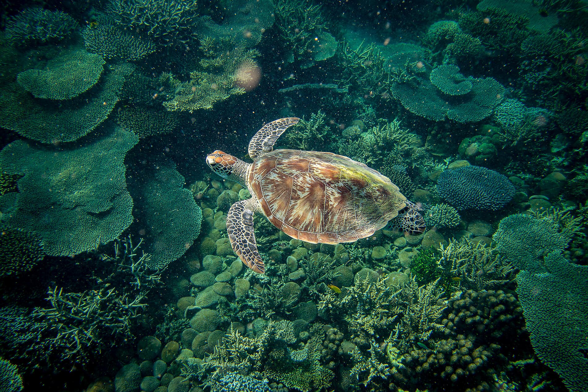 Joyaux de Madagascar 