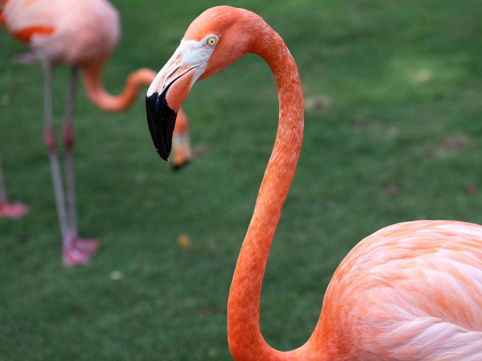 Panama, Colombie et les îles Caraïbes  