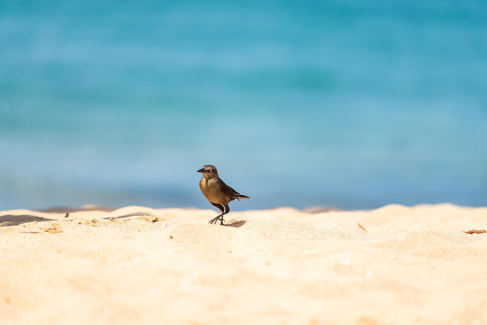 Panama, Colombie et les îles Caraïbes  