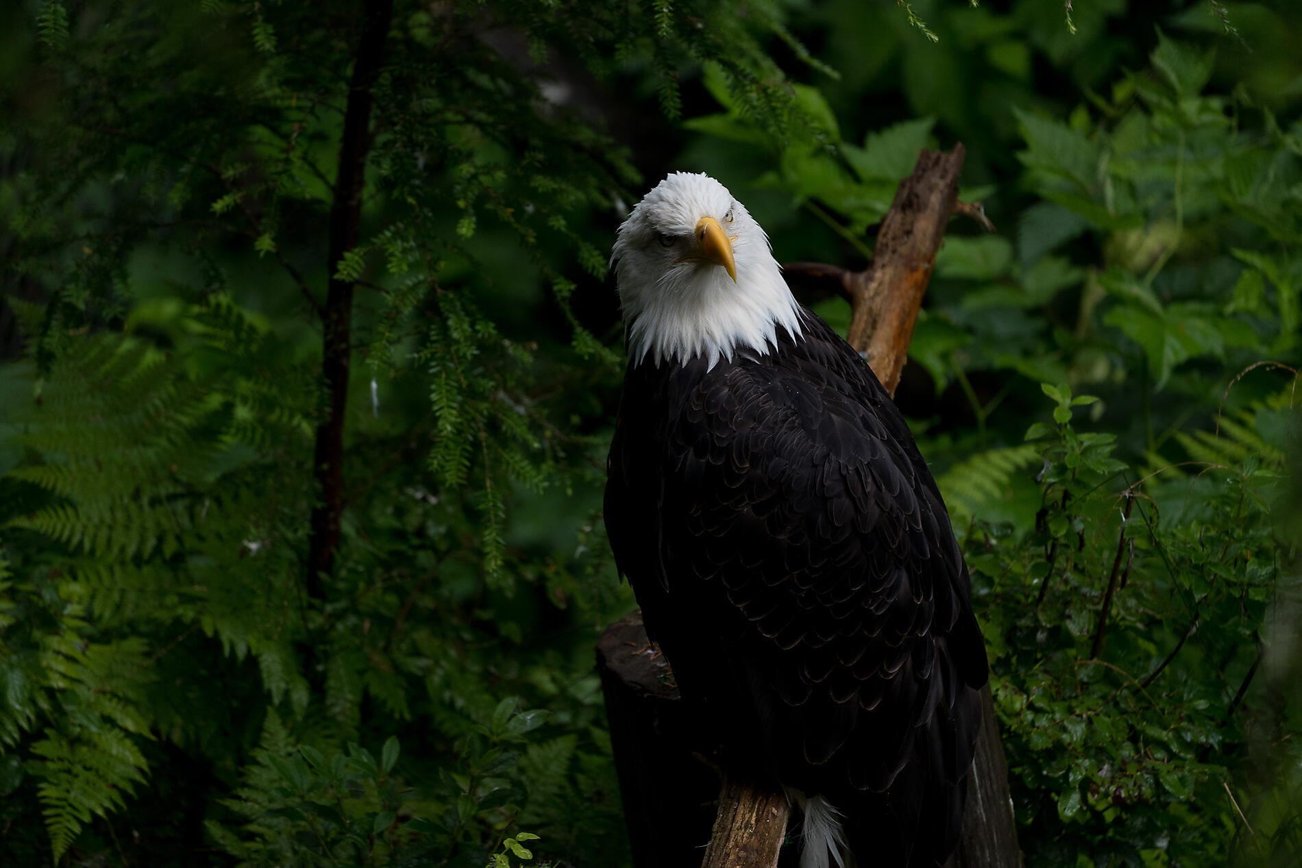 Z166_S200719_Juneau-Vancouver©Studio PONANT-Adrian Freyermuth.jpg