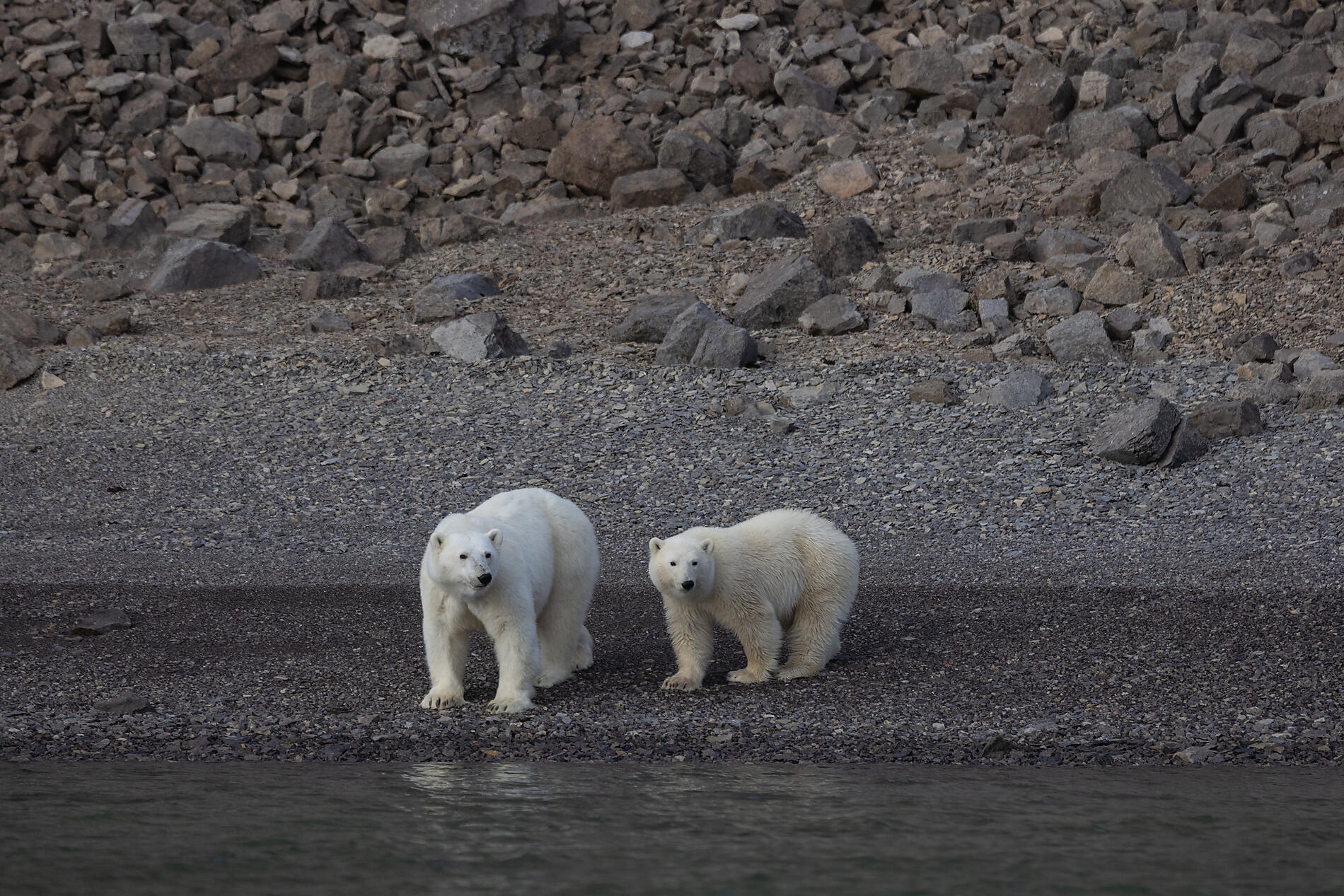 63_RN025-O070922_Polar-bear-mother-and-cub-in-Maxwell-Bay-NW-Passage©PONANT-Photo-Ambassador-Sue Flo.jpg