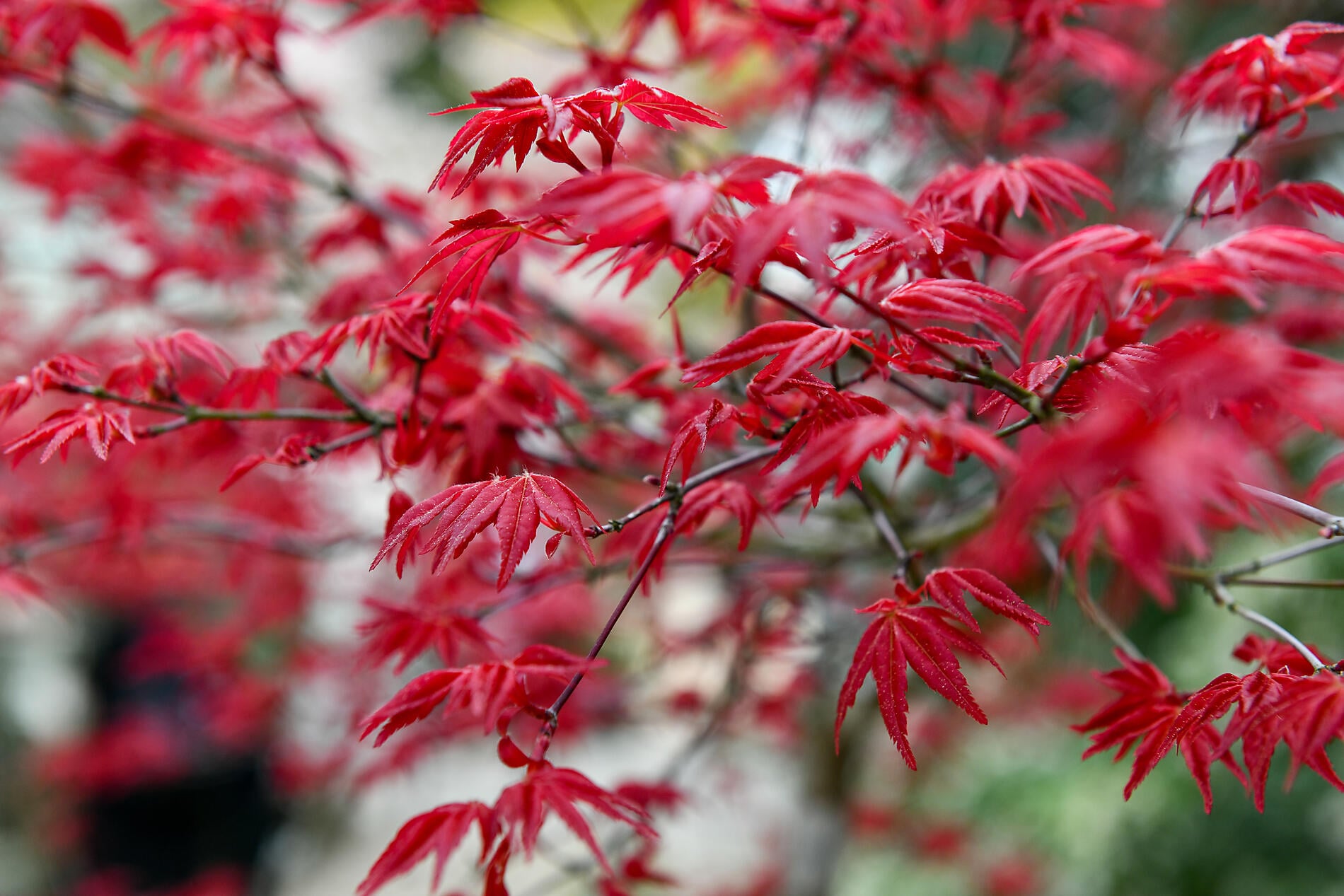 No-2442_SO310323_Osaka-Otaru©StudioPONANT-Thibault Garnier.JPEG