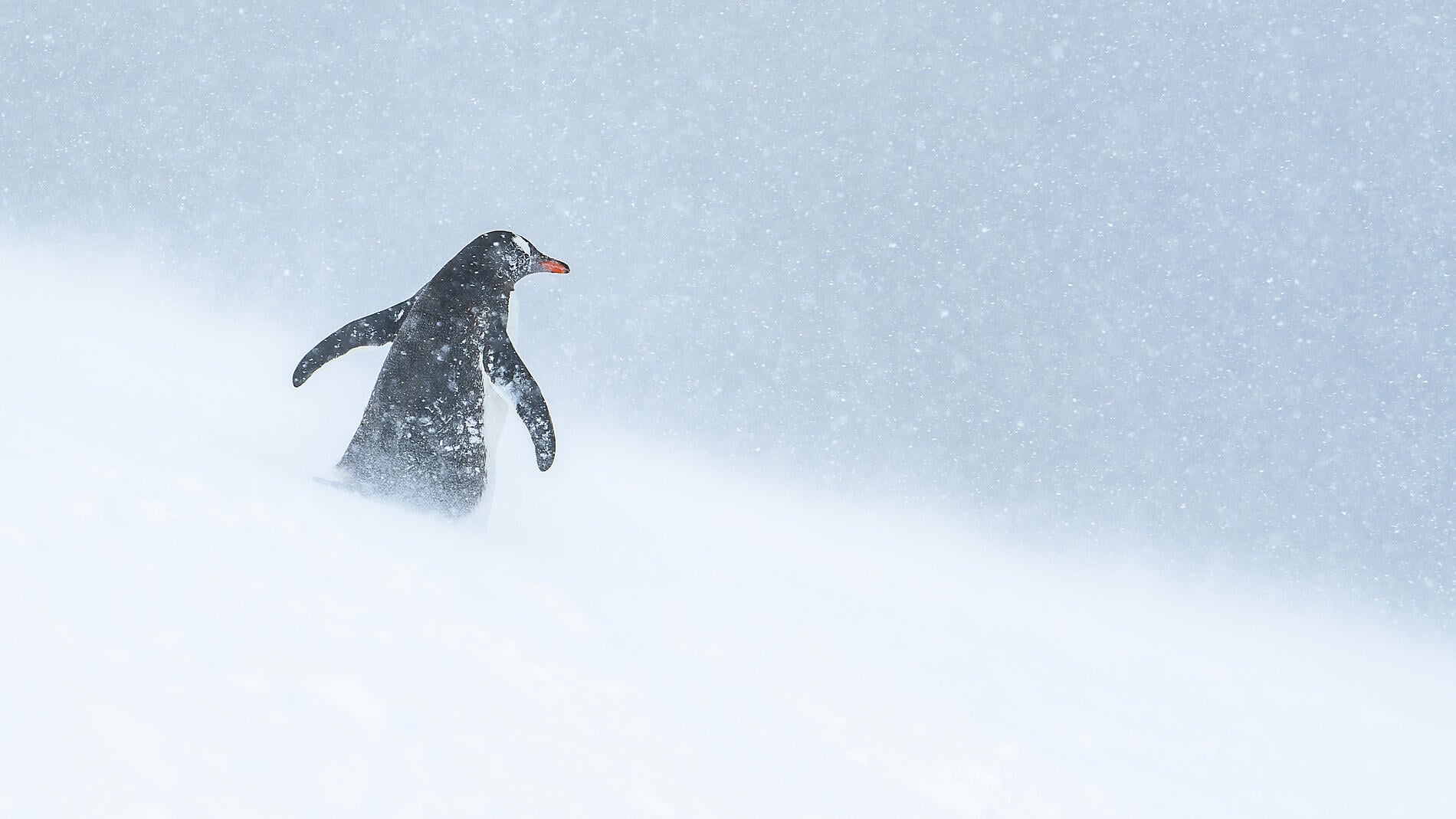 Entre deux continents, terres inexplorées orientales d'Antarctique Entre deux continents, terres inexplorées orientales d'Antarctique