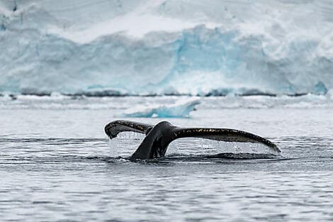 16 Févr 28 - Terre de George V