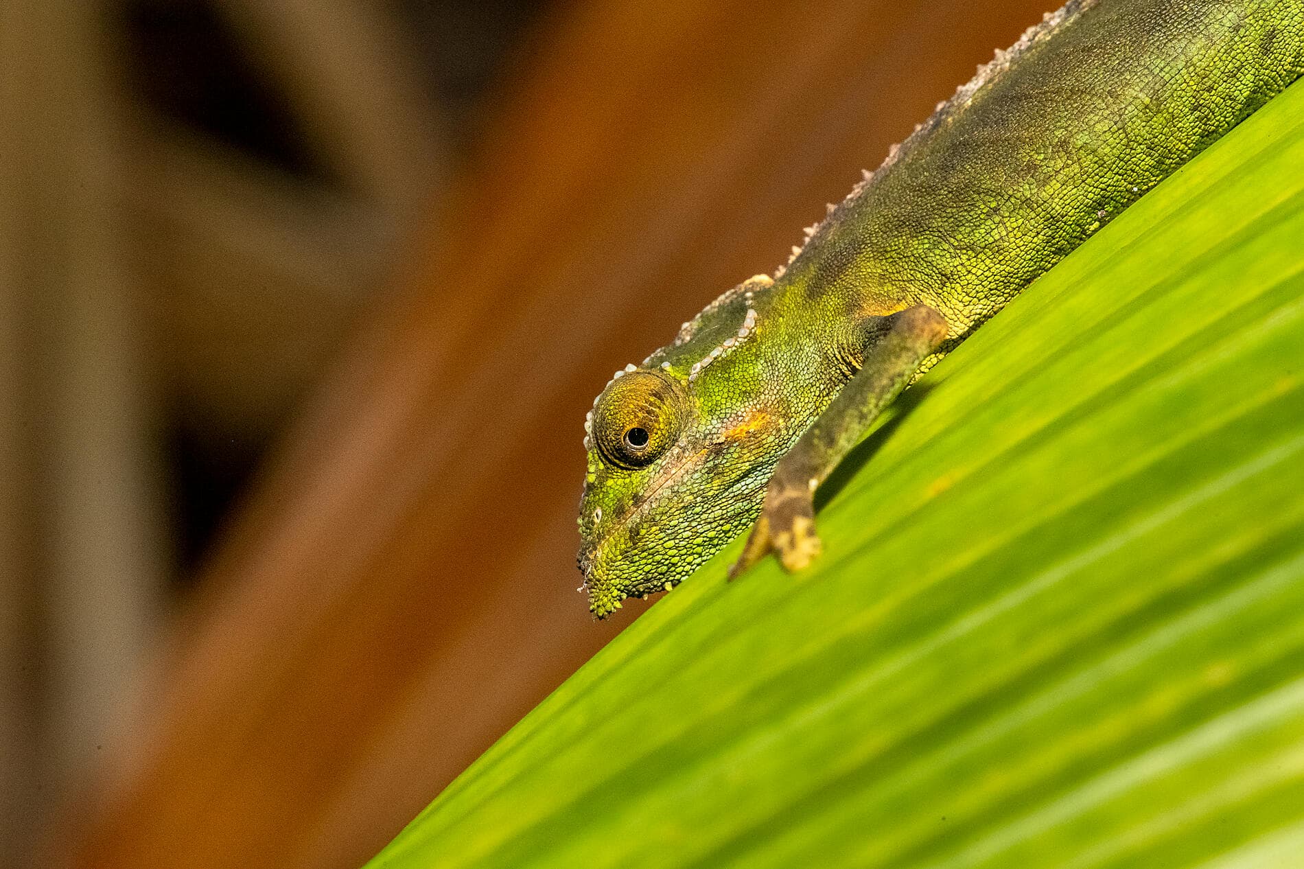 L’essentiel des Seychelles