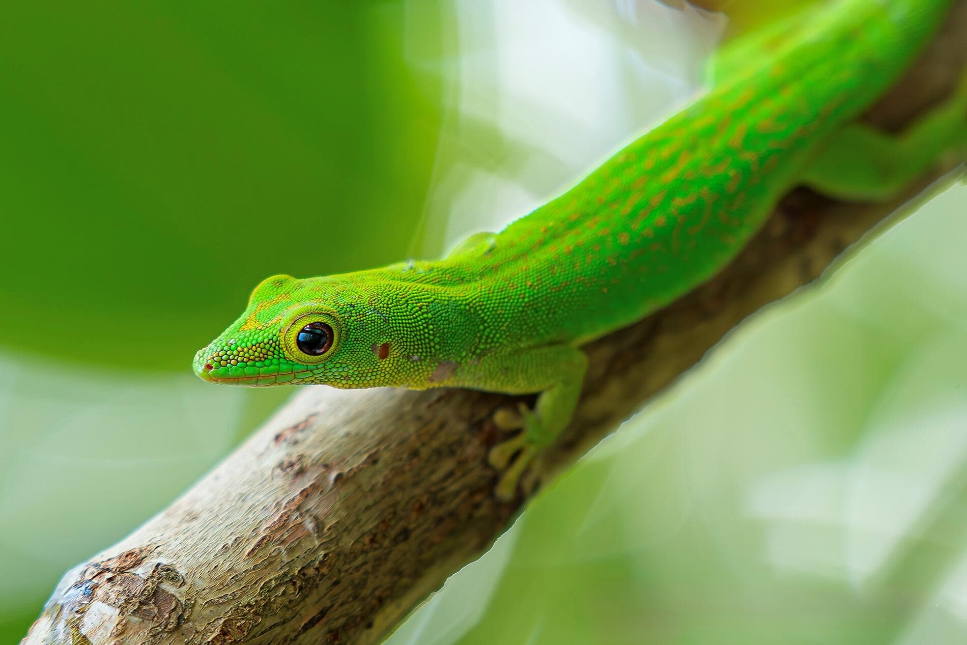 L’essentiel des Seychelles