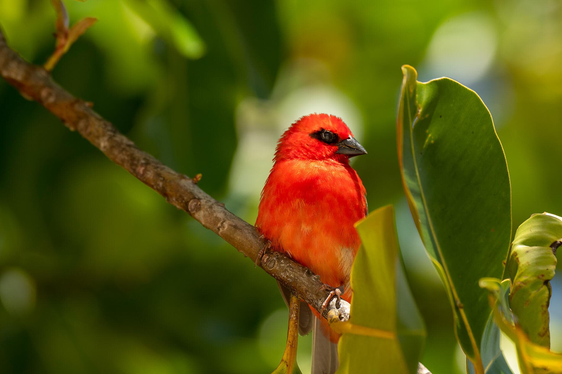 L’essentiel des Seychelles