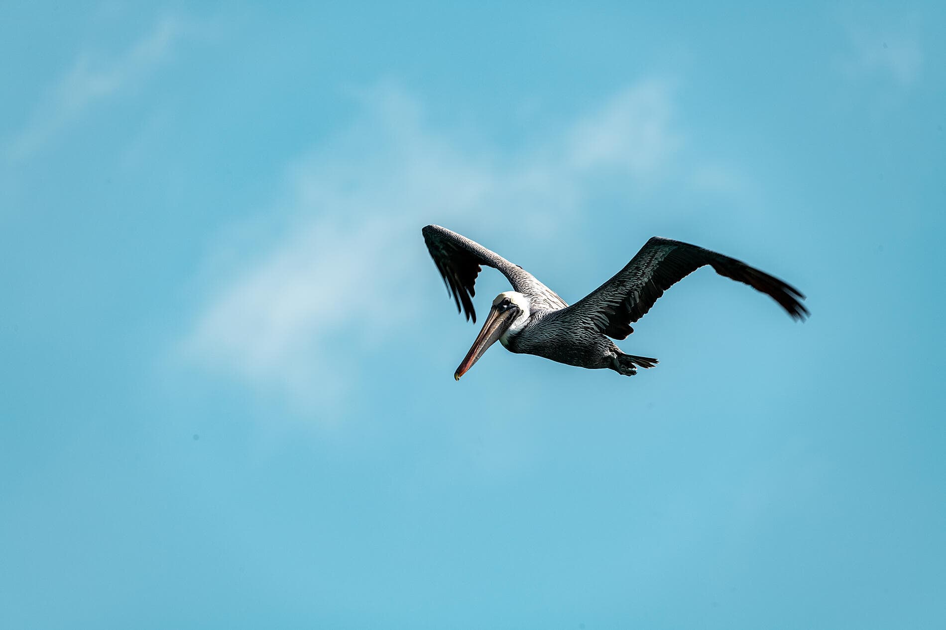 Les îles du Vent à fleur d’eau